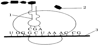 PCR扩增的机器叫做聚合酶链式反应仪（Polymerase Chain Reaction Machine）。这是一种用于分子生物学研究的设备，通过特定的化学反应来扩增特定的DNA或RNA片段。下面我们将详细介绍PCR扩增机器的相关知识。